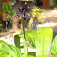 Denevérvirág (Tacca integrifolia)